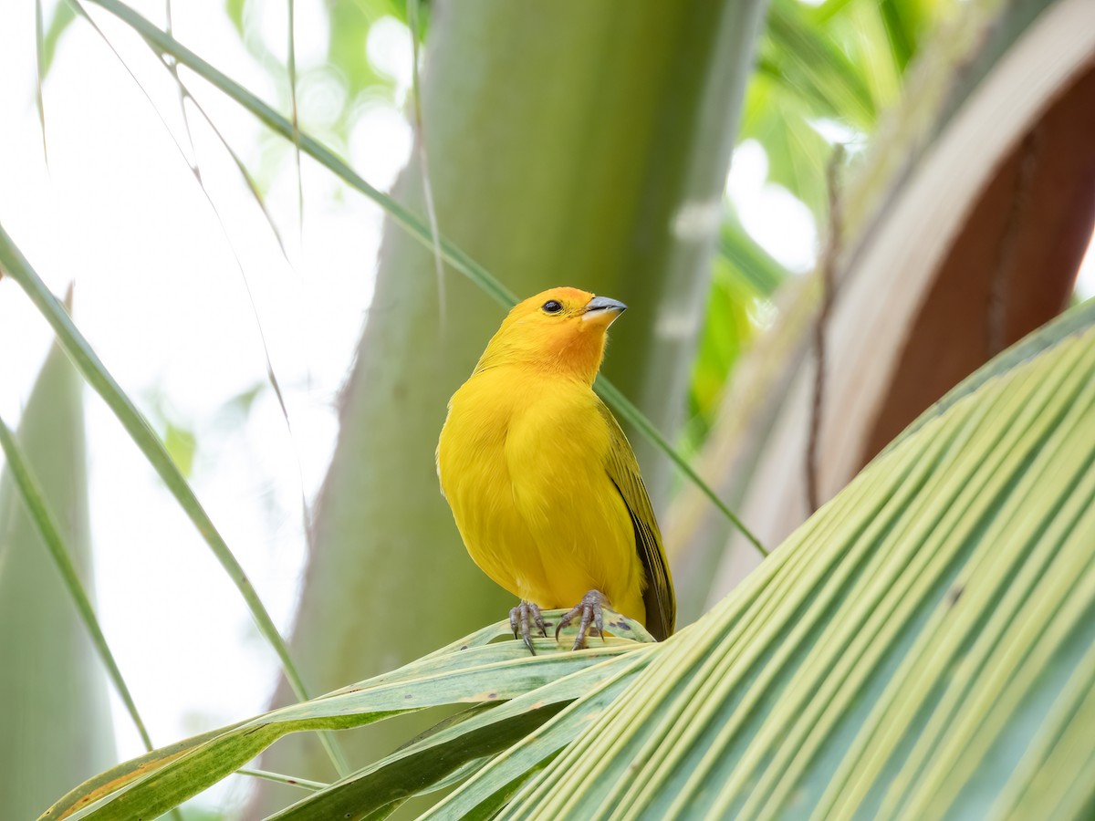 Saffron Finch - Jason Alexander