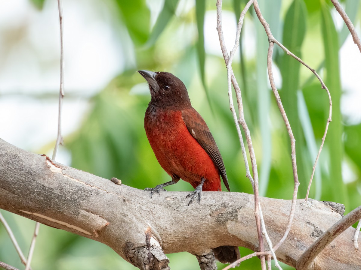 Crimson-backed Tanager - ML622744801