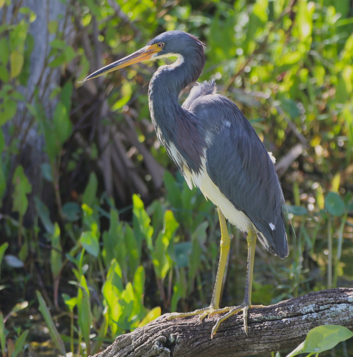 Tricolored Heron - Glenn Blaser