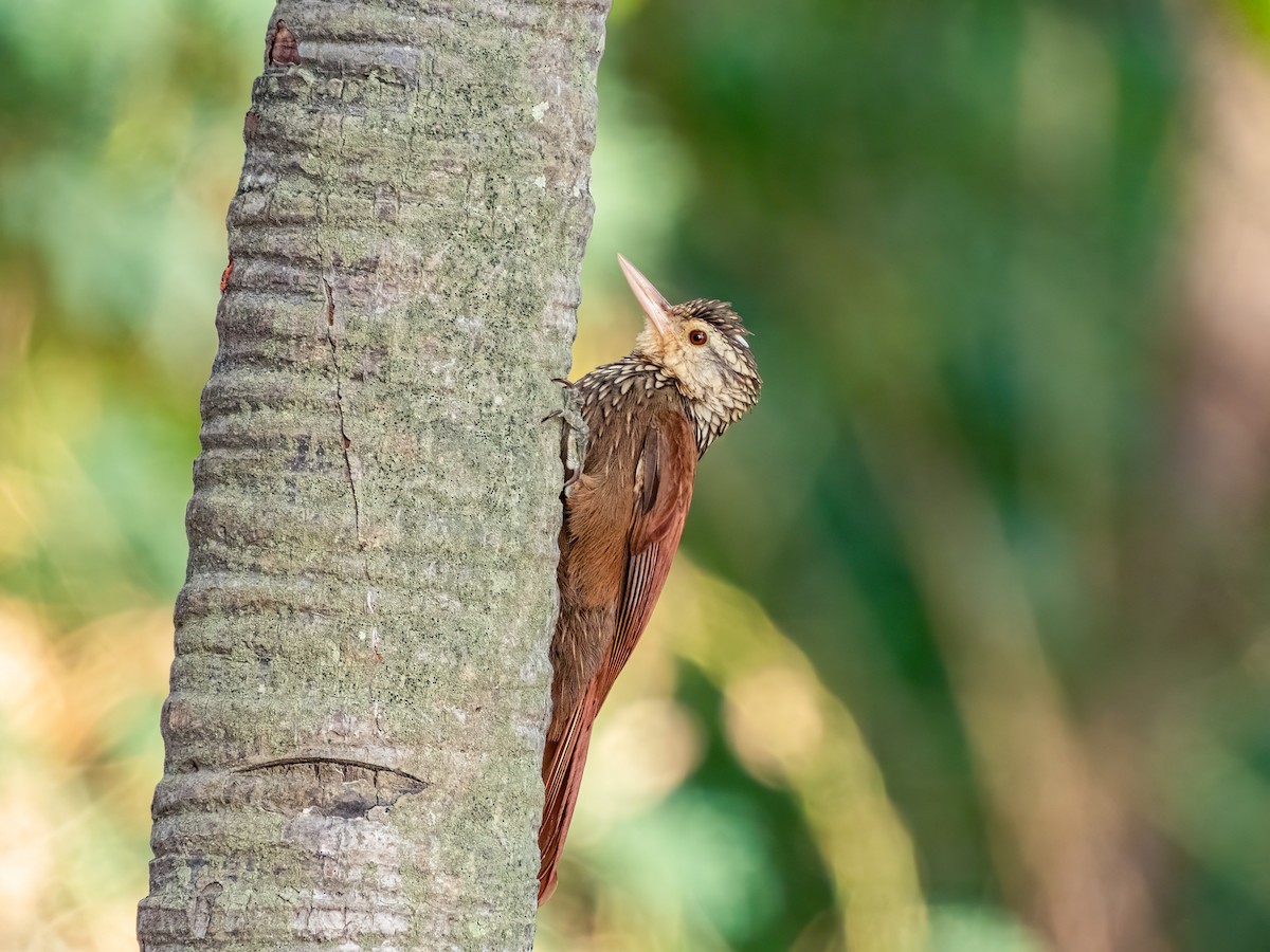 Straight-billed Woodcreeper - ML622744813