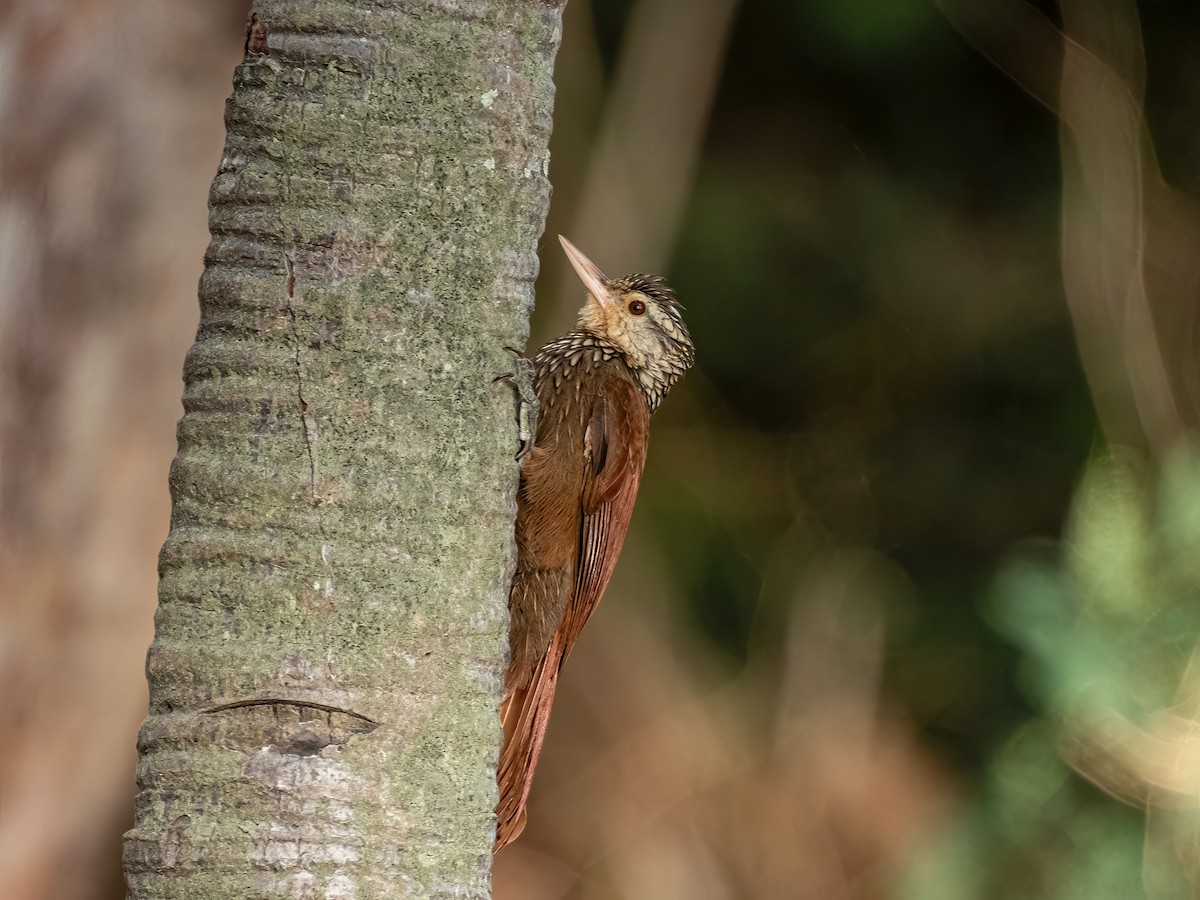 Straight-billed Woodcreeper - ML622744814