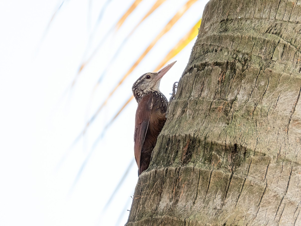 Straight-billed Woodcreeper - ML622744815