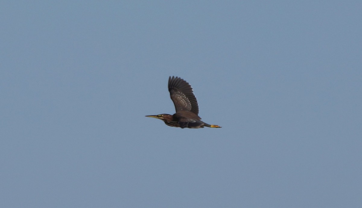 Green Heron - ML622744824