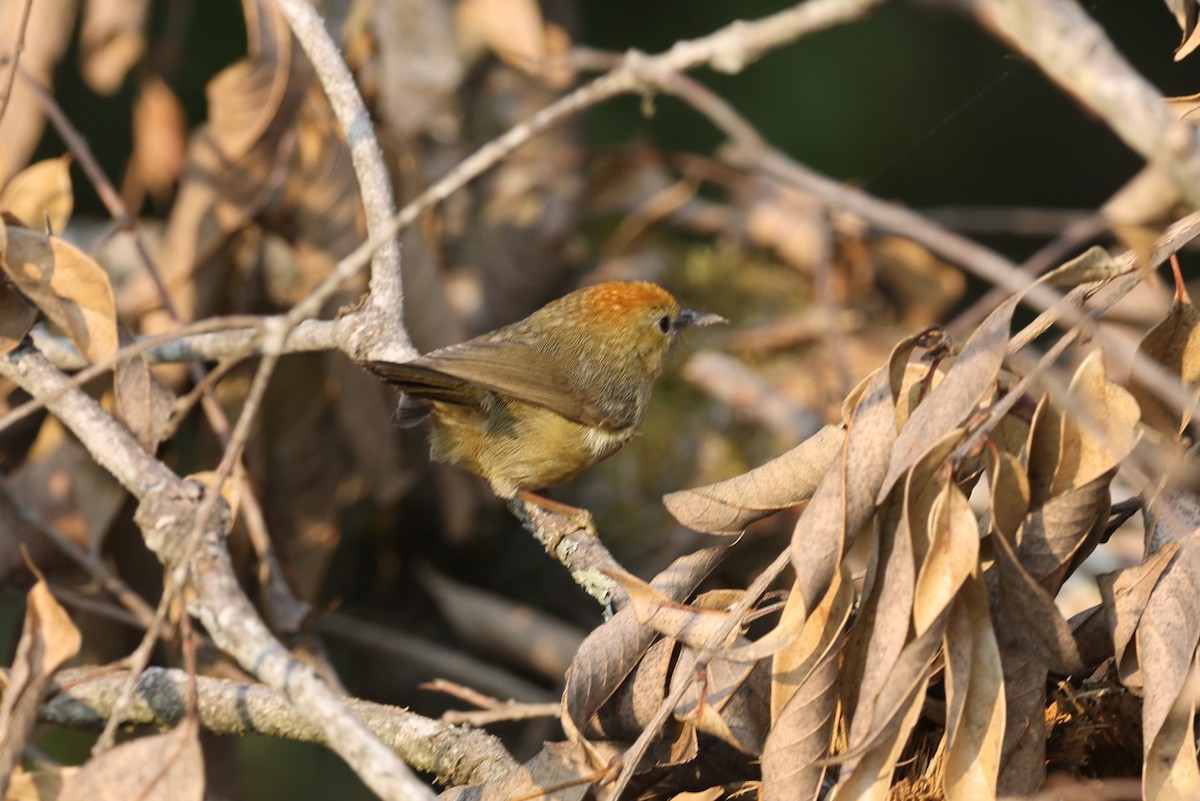 Rufous-capped Babbler - ML622744841