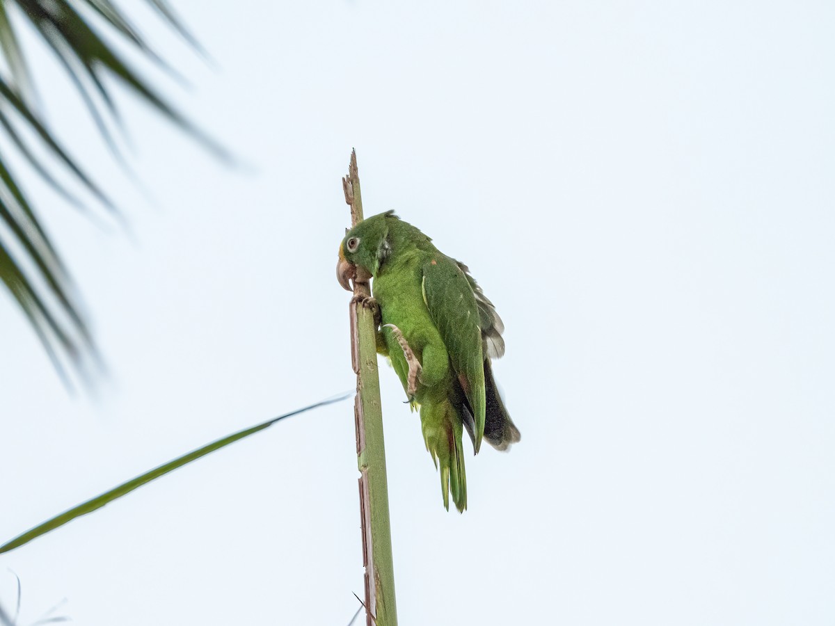 Yellow-crowned Parrot - ML622744876