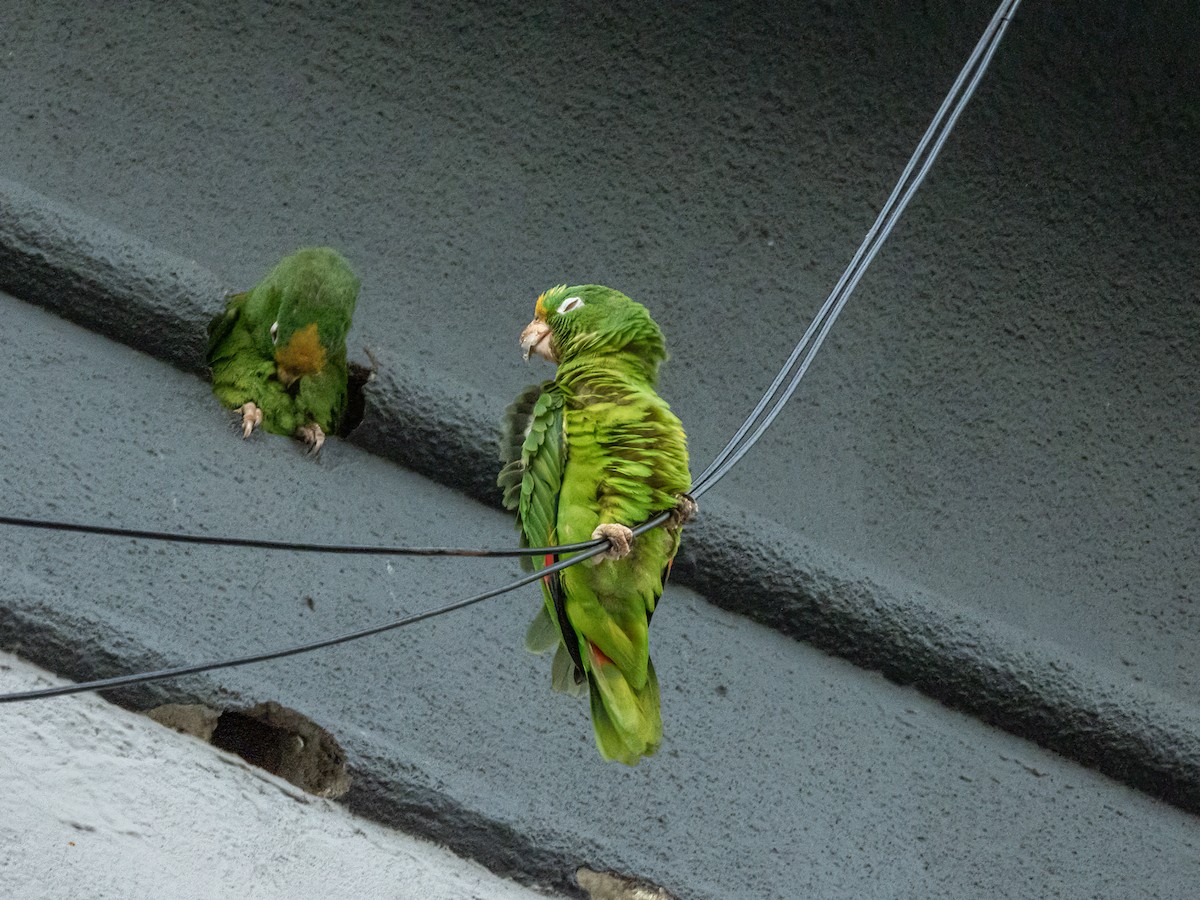 Yellow-crowned Parrot - ML622744877