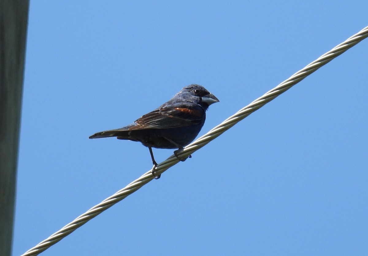 Blue Grosbeak - ML622744951