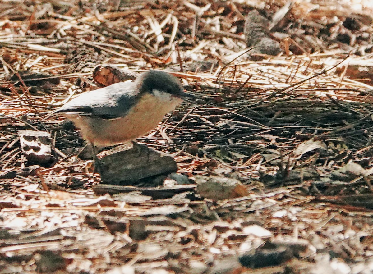 Pygmy Nuthatch - ML622744952