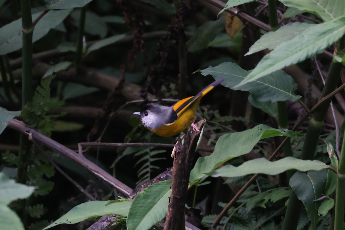 Golden-breasted Fulvetta - Stephen Gast