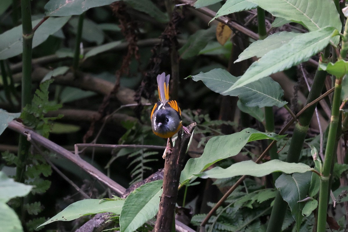 Golden-breasted Fulvetta - ML622744959