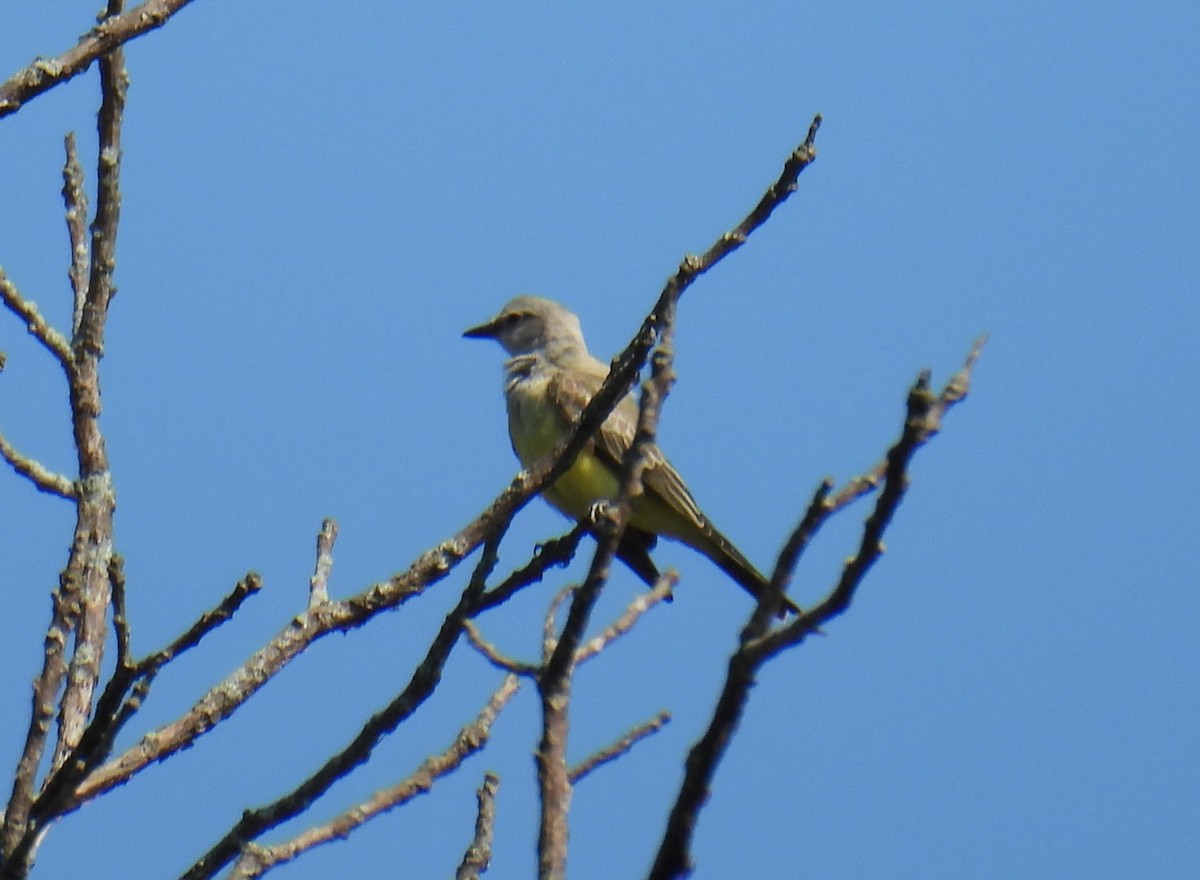 Western Kingbird - ML622744960