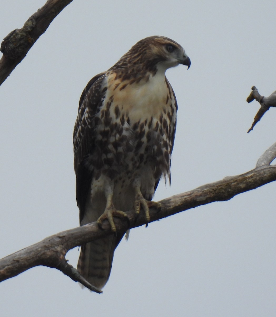 Red-tailed Hawk - ML622744964