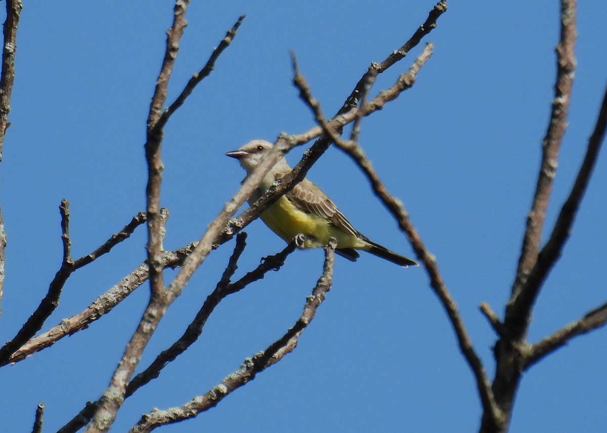 Western Kingbird - ML622744966