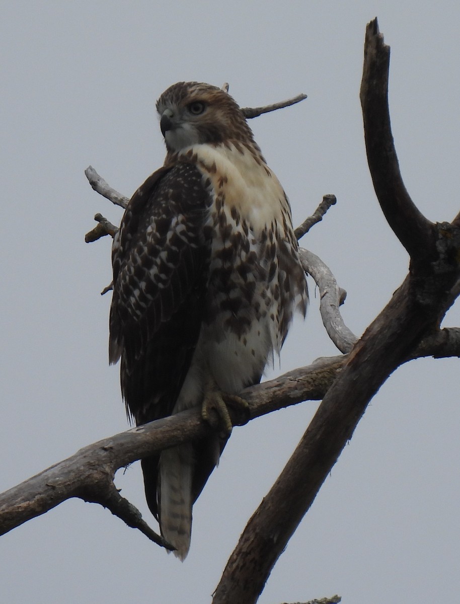 Red-tailed Hawk - ML622744975