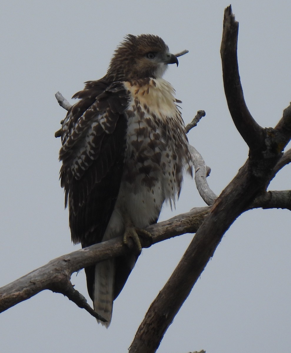 Red-tailed Hawk - ML622744981