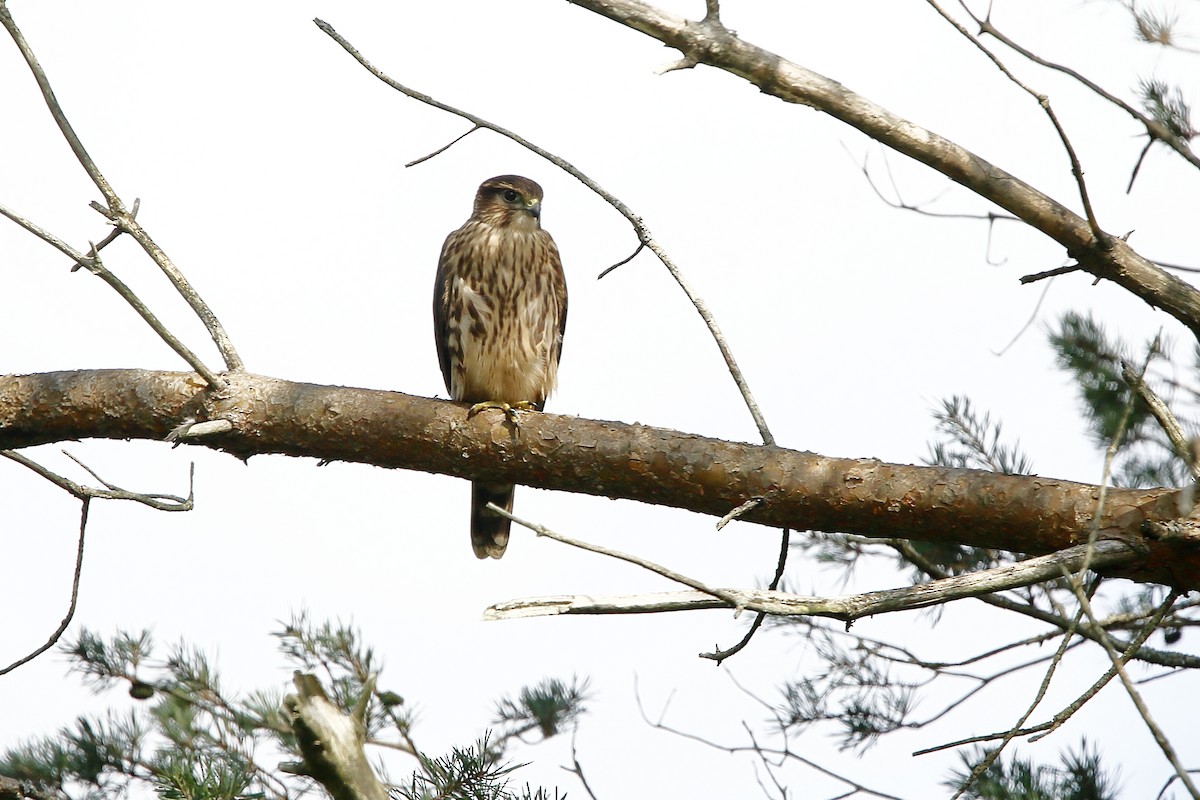 Merlin - ML622745011