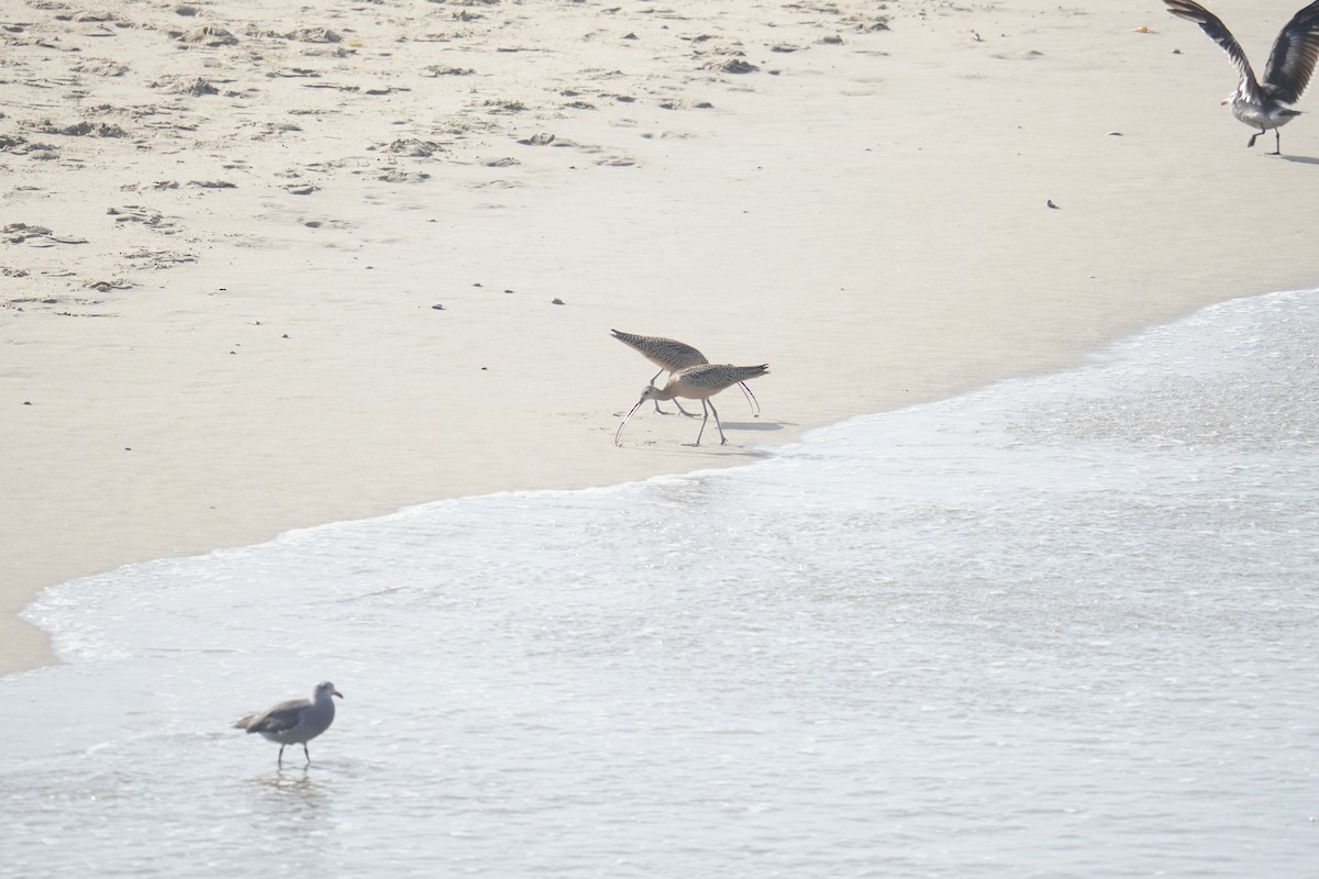 Long-billed Curlew - Ethan Kang