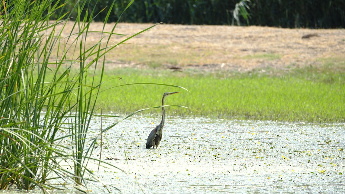 Purple Heron - Hakan Dolek