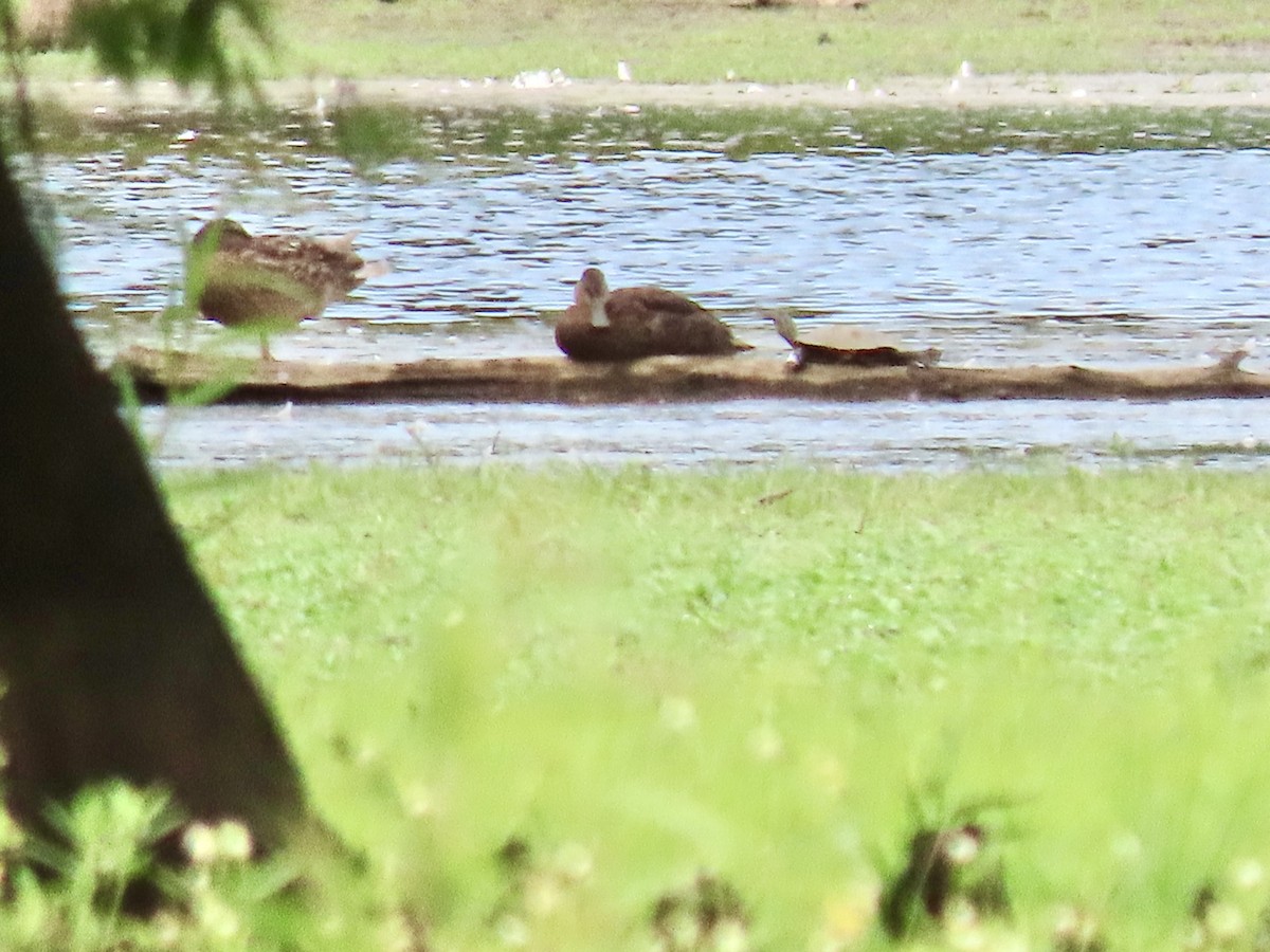 Mottled Duck - Alan  Troyer