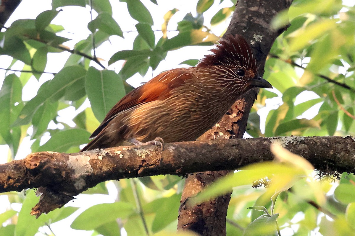 Striated Laughingthrush - Stephen Gast