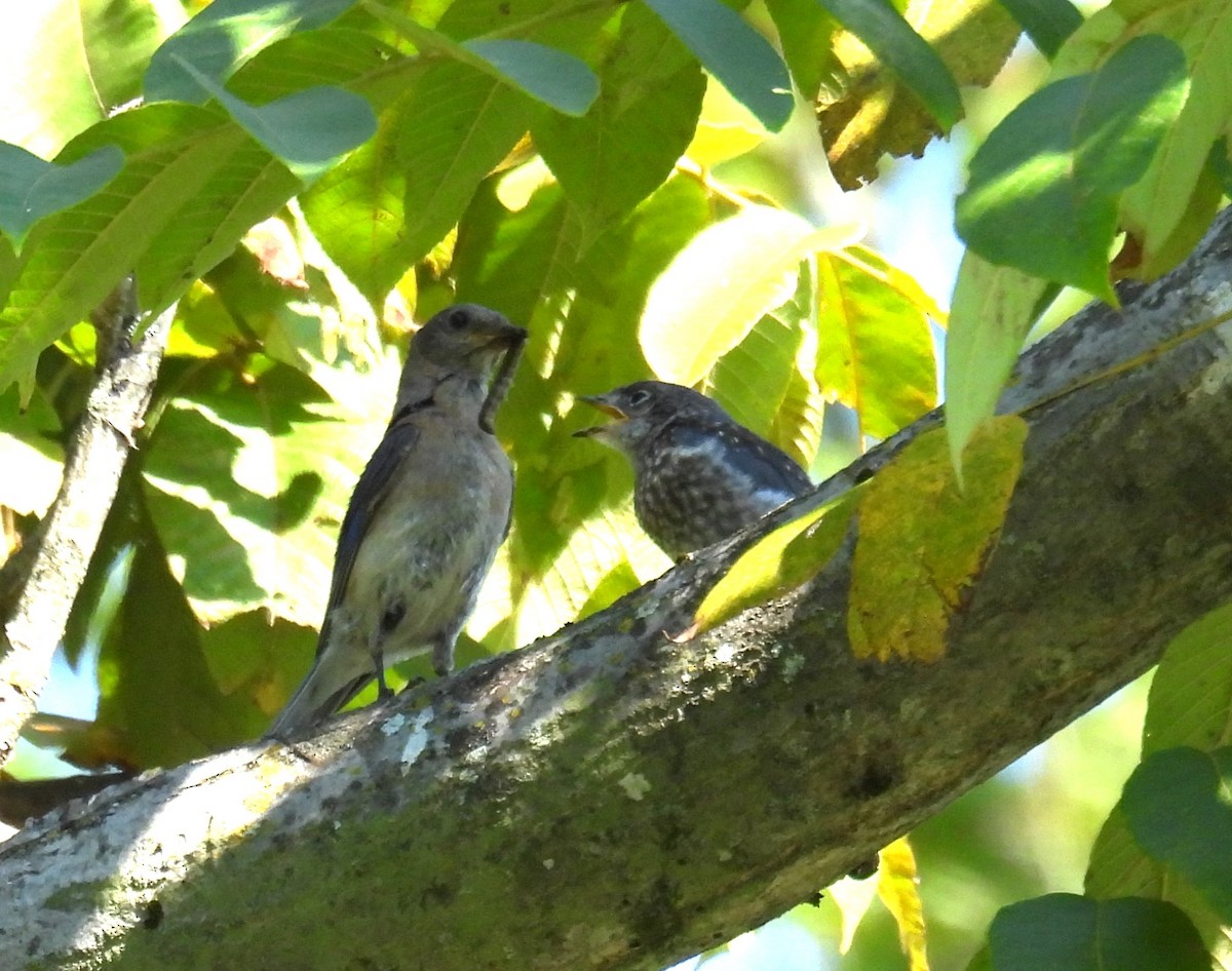 Eastern Bluebird - ML622745032