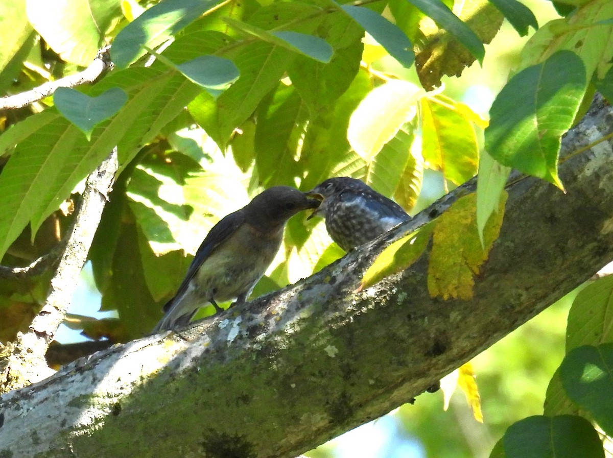 Eastern Bluebird - ML622745034