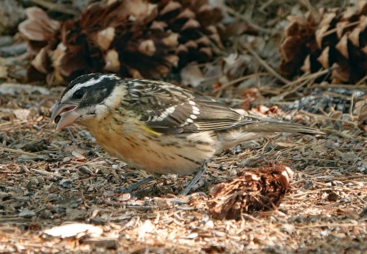 Black-headed Grosbeak - ML622745037