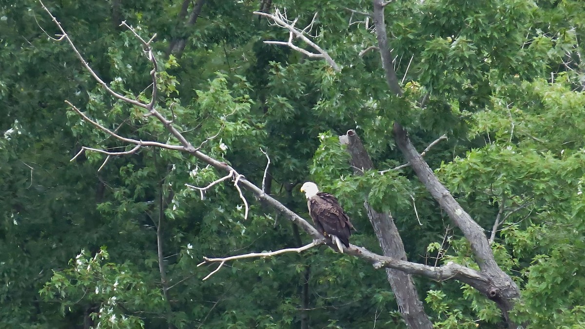 Bald Eagle - ML622745056