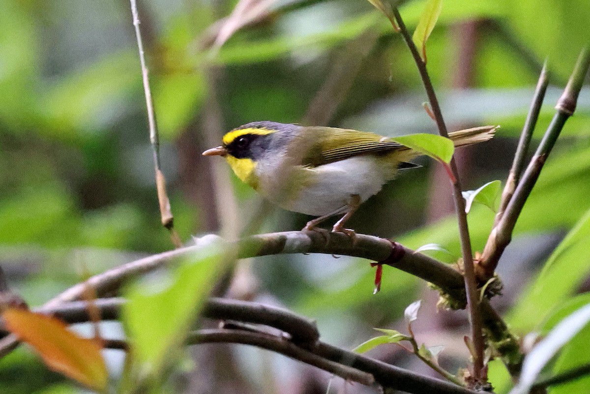 Black-faced Warbler - ML622745112