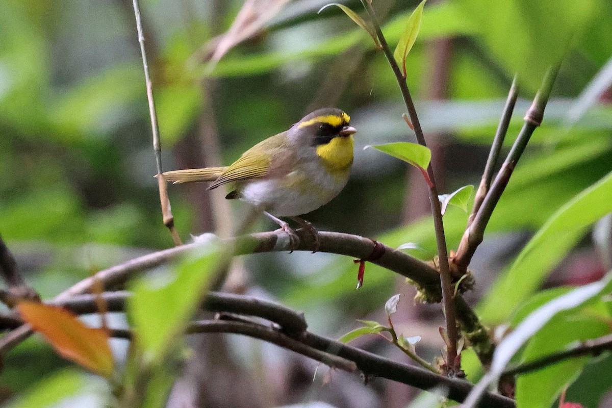 Black-faced Warbler - ML622745114