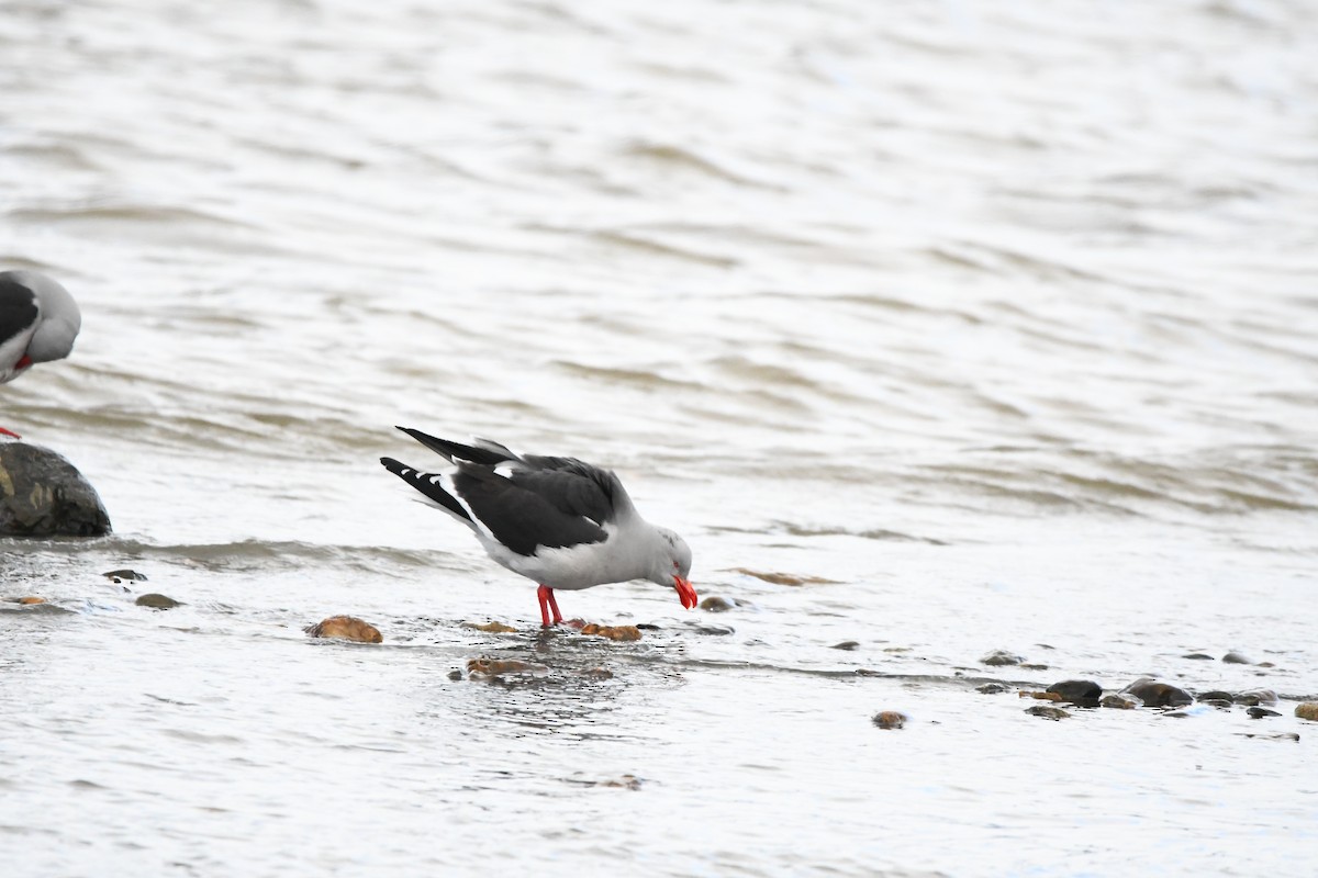 Dolphin Gull - ML622745143