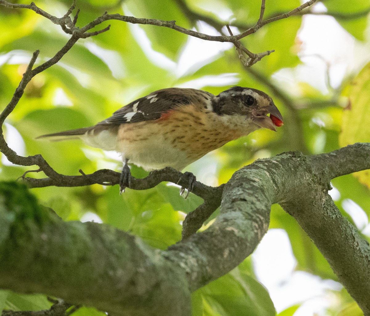 Rose-breasted Grosbeak - ML622745171