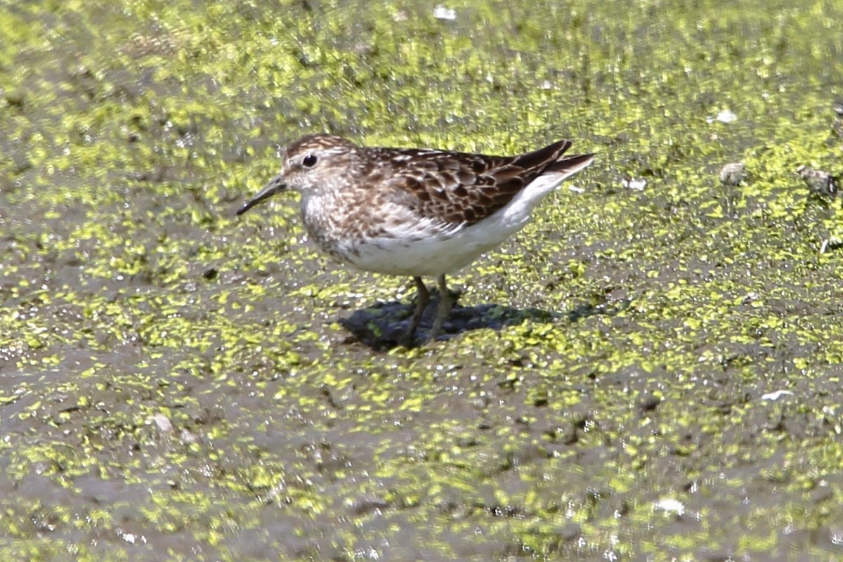 Least Sandpiper - ML622745210