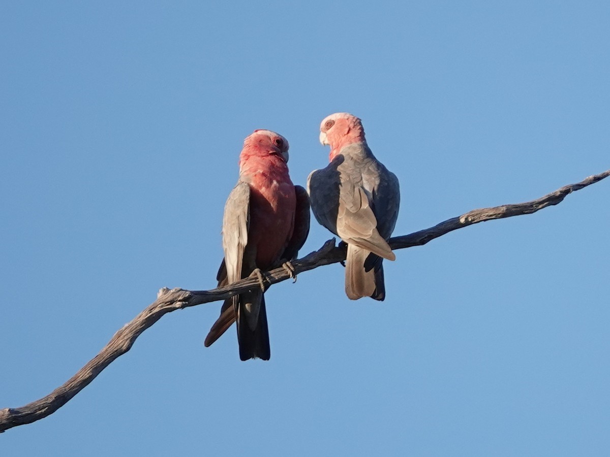 Galah - ML622745222