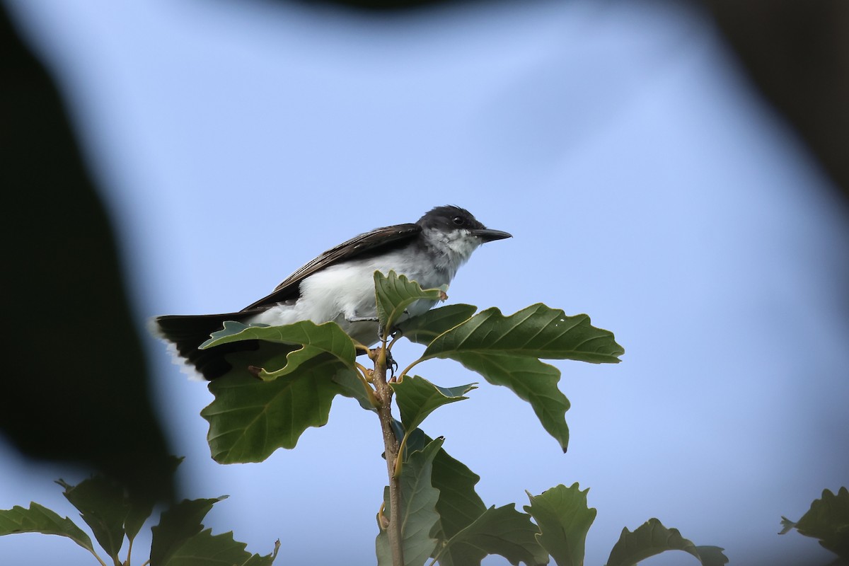 Eastern Kingbird - ML622745322