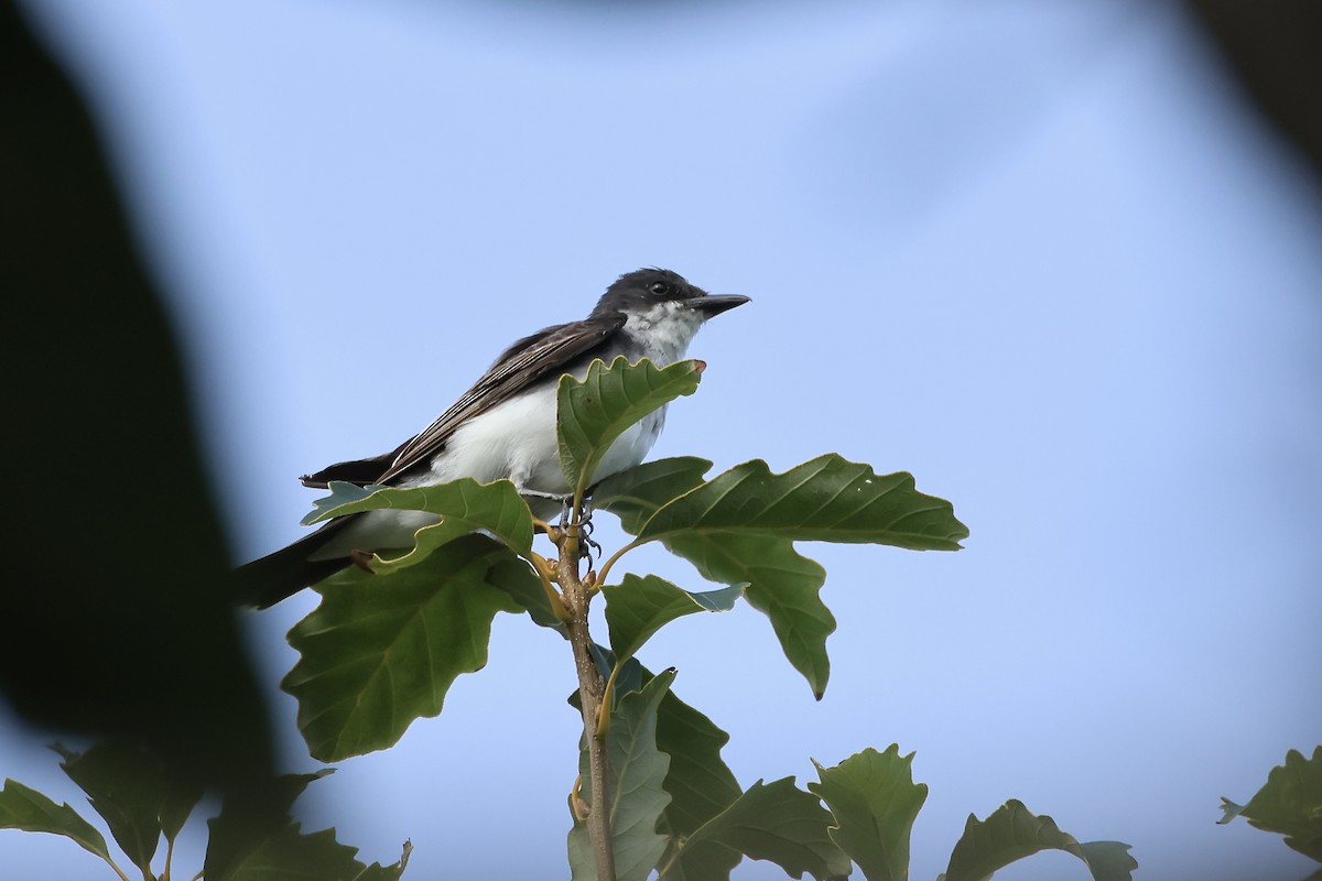 Eastern Kingbird - ML622745324