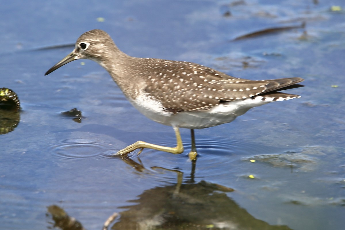 Solitary Sandpiper - ML622745345