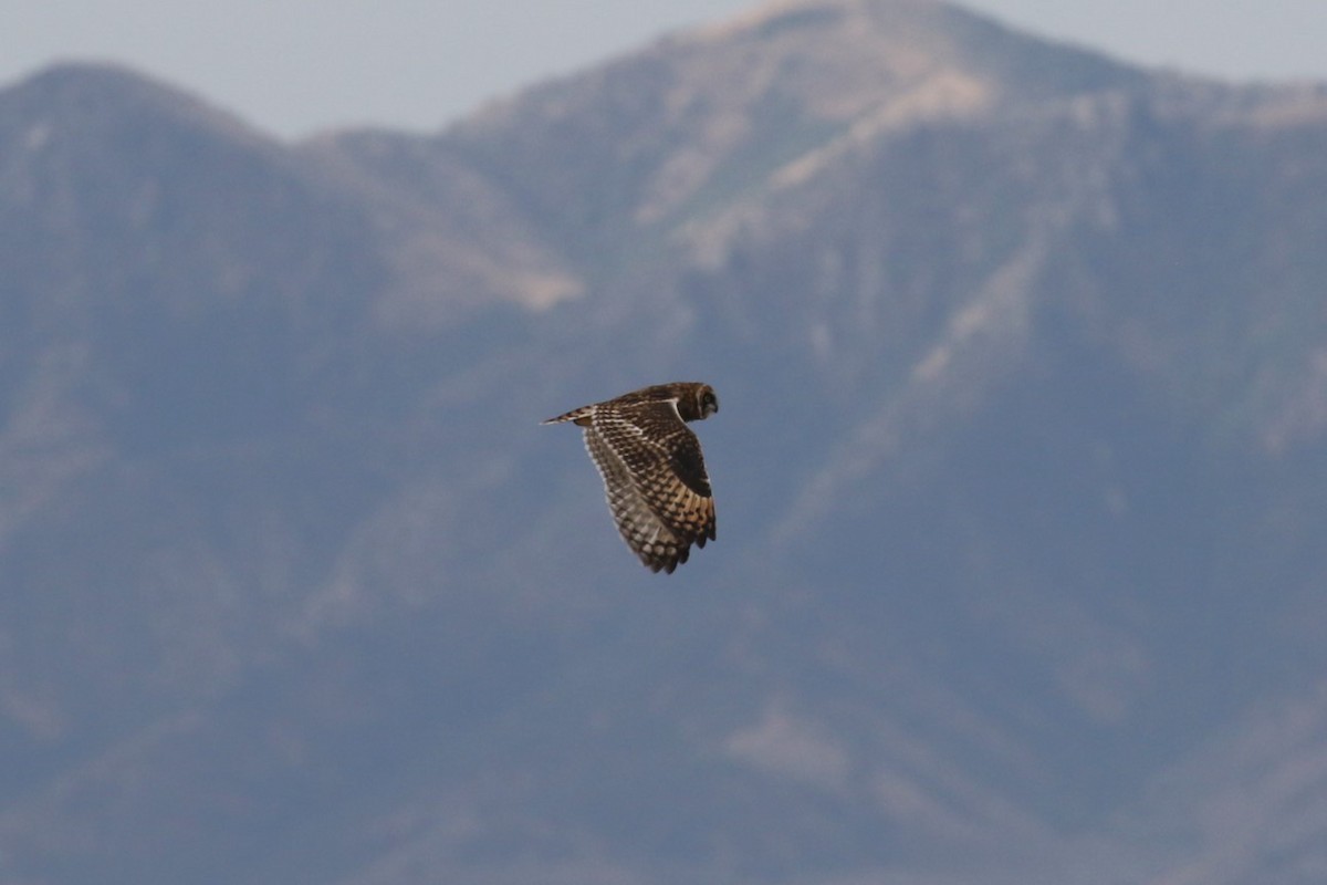 Hibou des marais (flammeus) - ML622745348