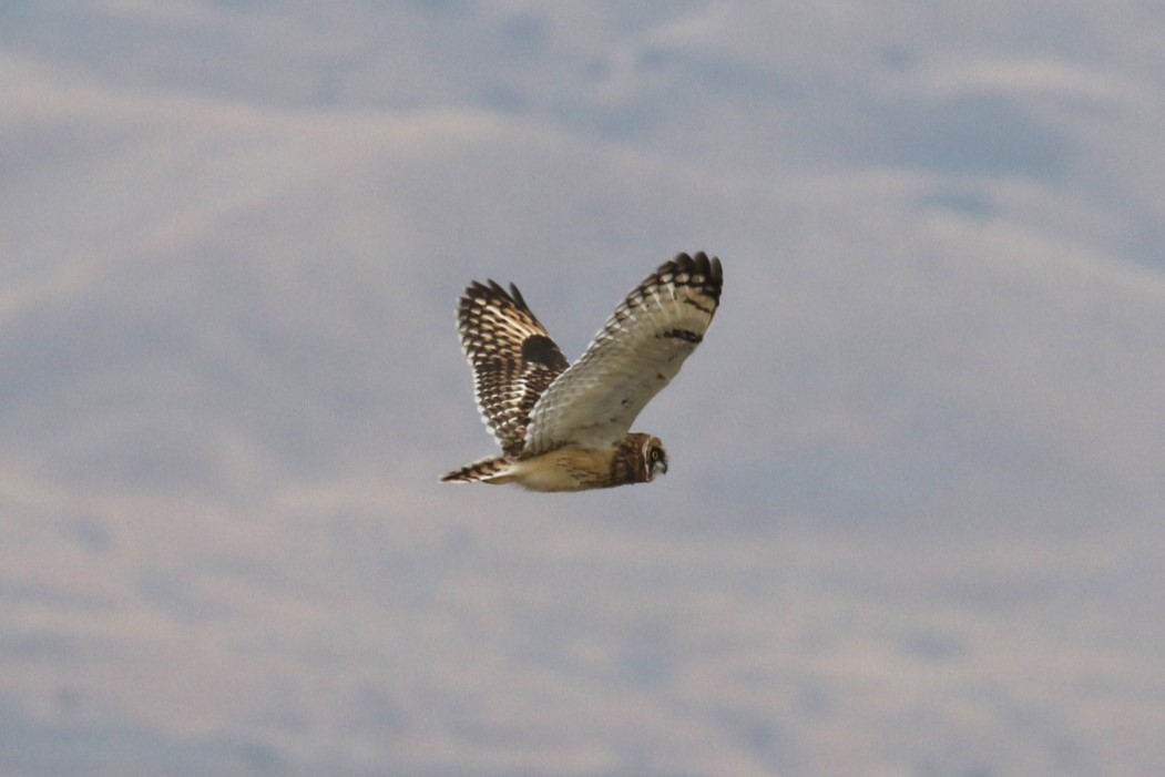 Short-eared Owl (Northern) - ML622745350