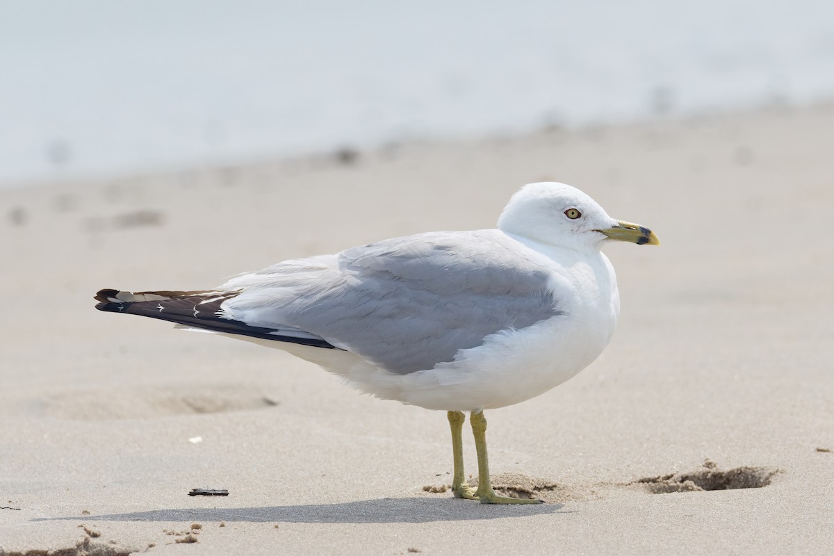 Ring-billed Gull - ML622745387