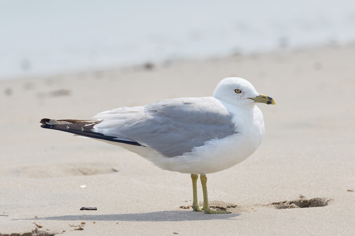 Ring-billed Gull - ML622745388