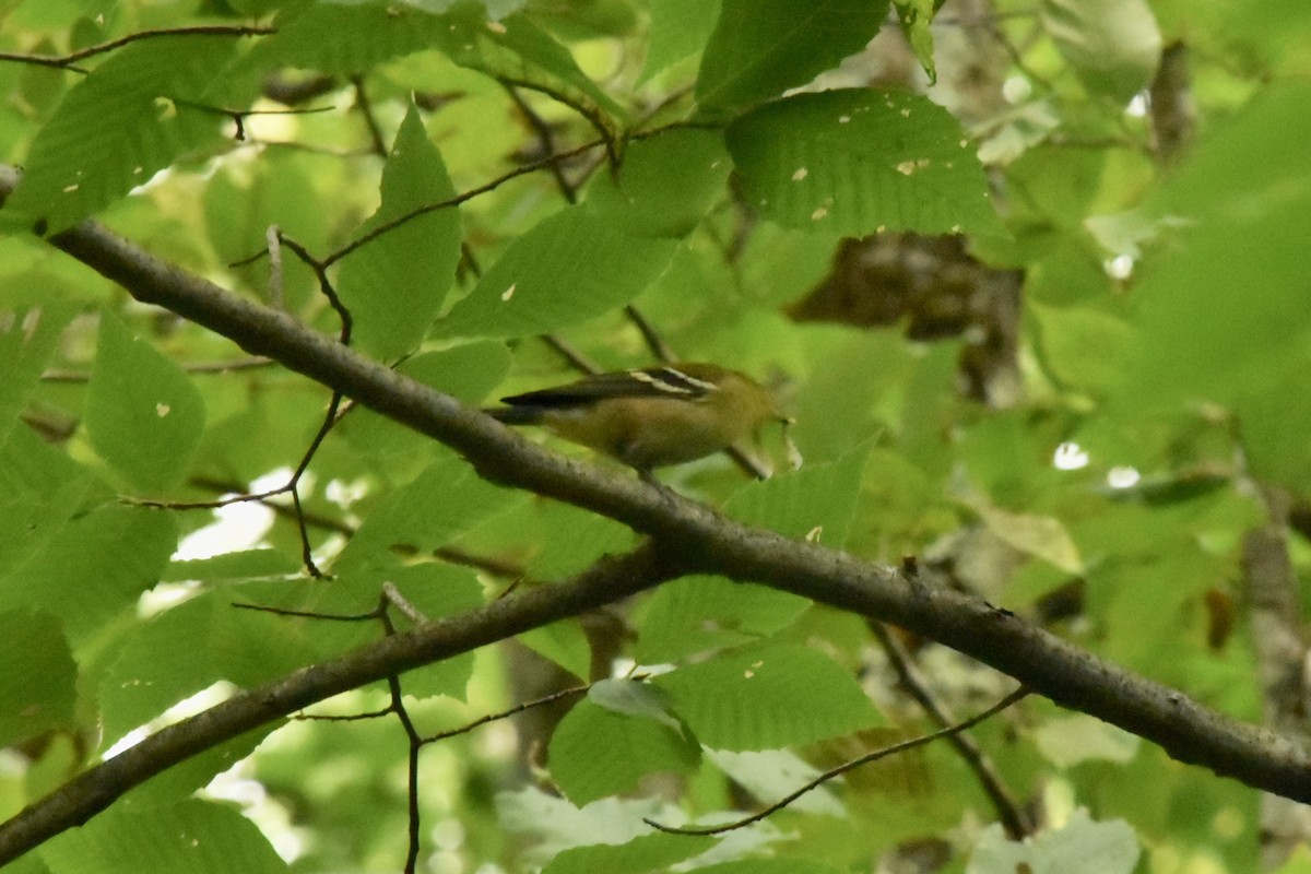 Bay-breasted Warbler - Michel Cournoyer