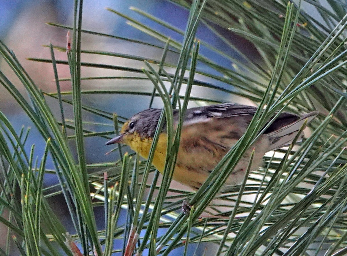 Grace's Warbler - ML622745456