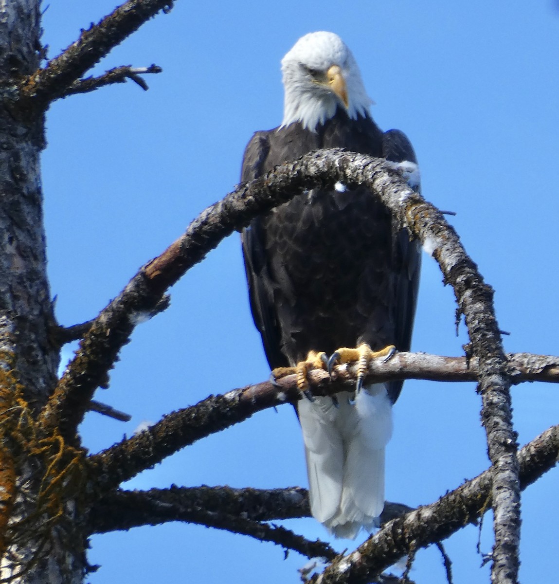 Bald Eagle - ML622745498