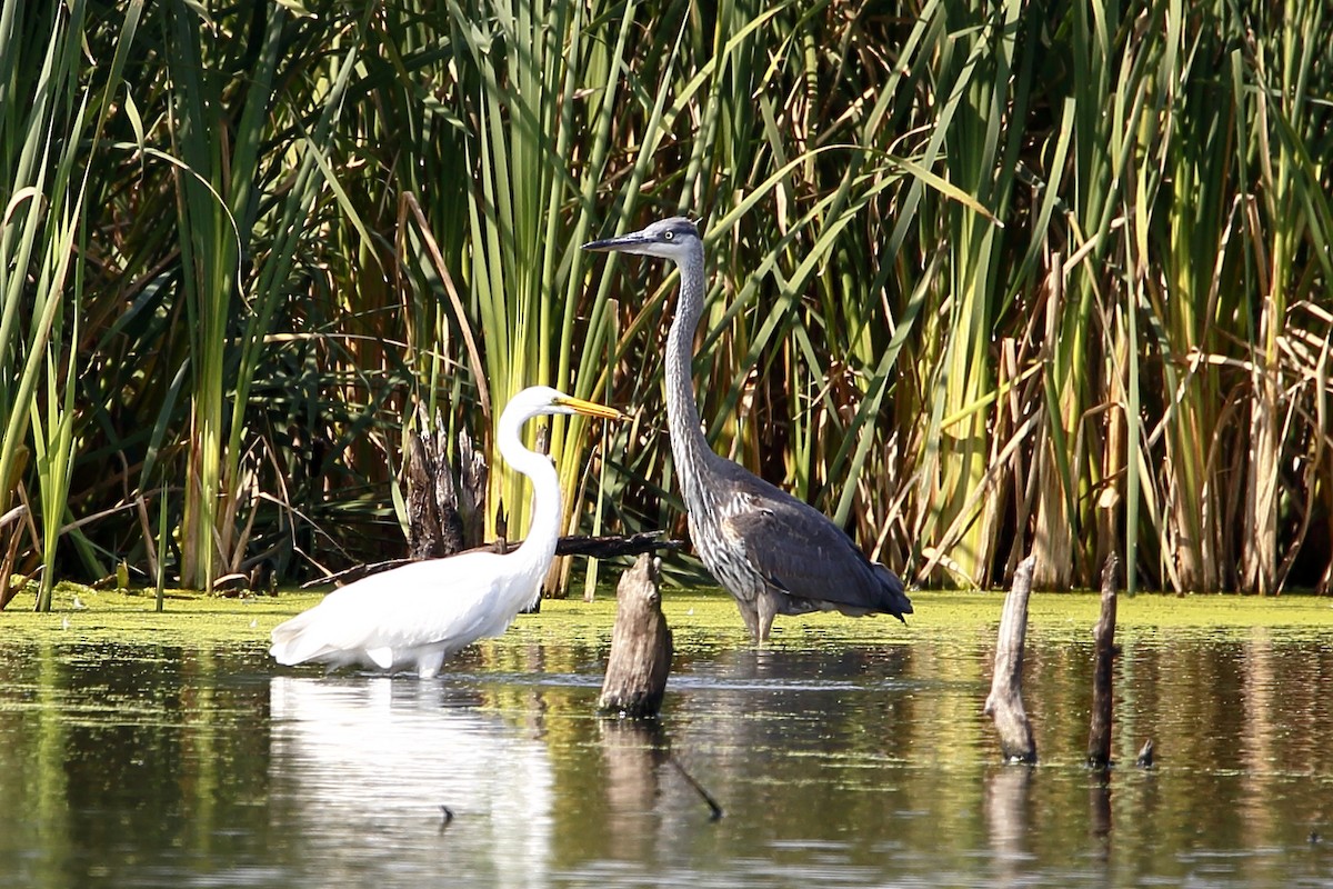 Great Egret - ML622745557