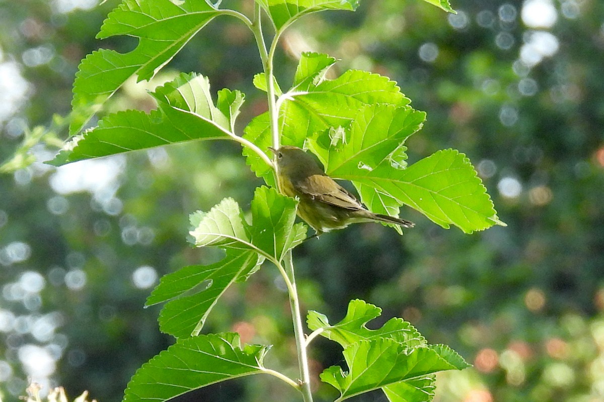 Prairie Warbler - ML622745706