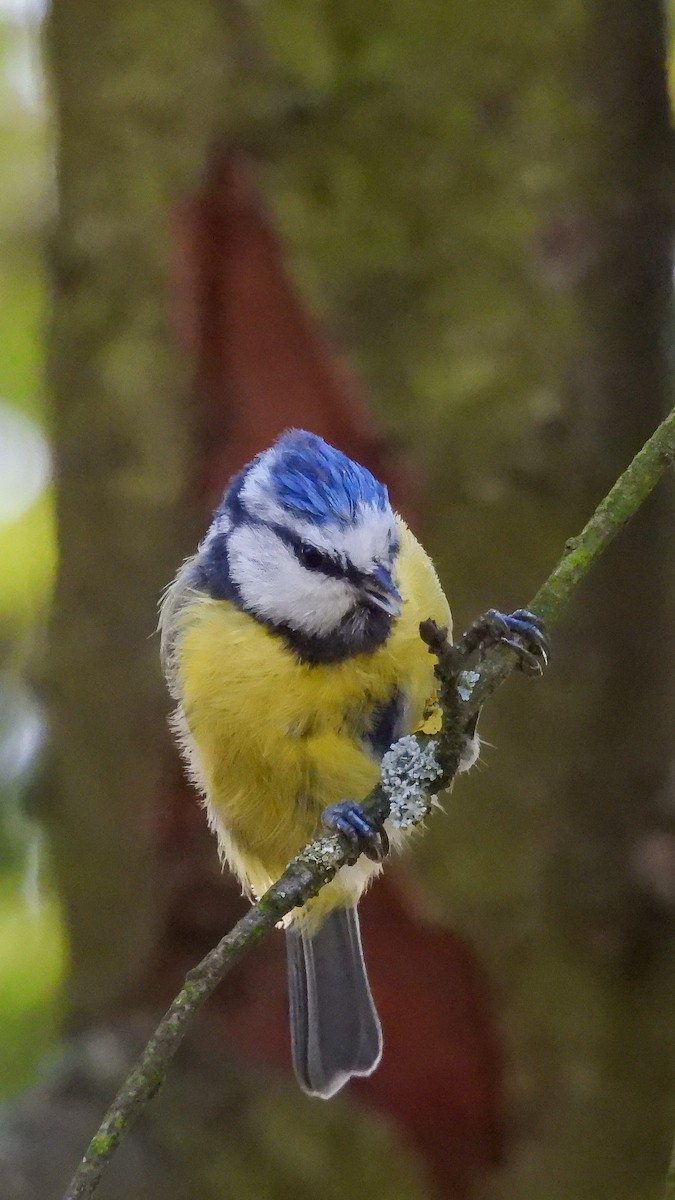Eurasian Blue Tit - ML622745757