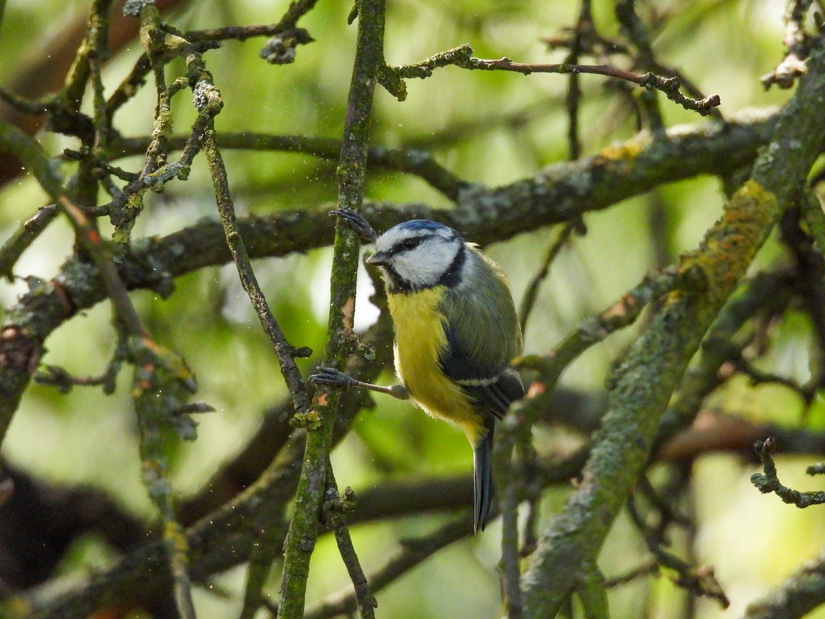 Eurasian Blue Tit - ML622745758