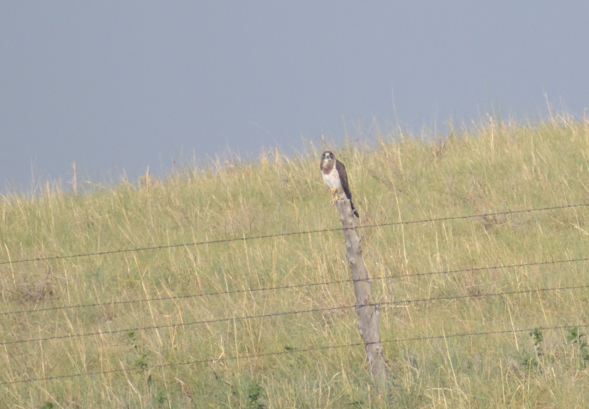 Swainson's Hawk - ML622746066