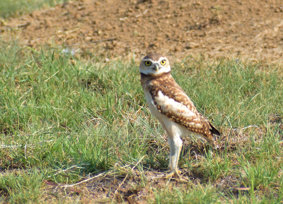 Burrowing Owl - ML622746071